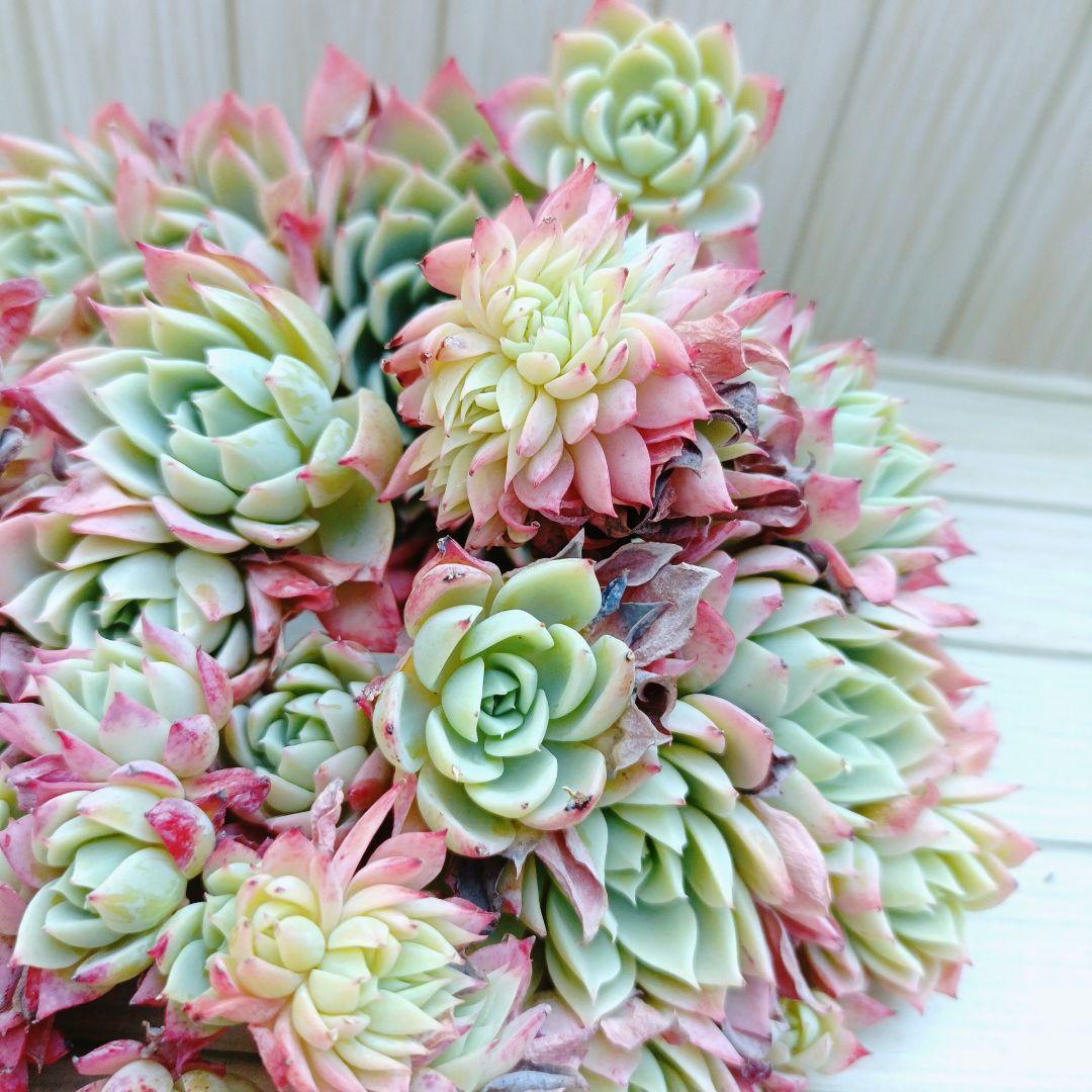 パンジー群生　韓国苗　多肉植物　3苗