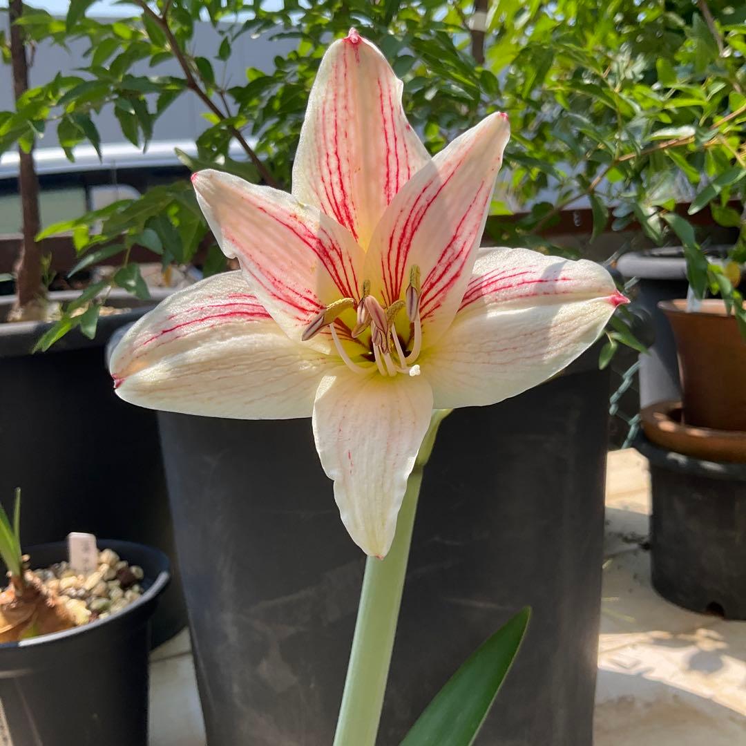 アマリリス ※ブラックパールとして購入した球根です 連絡用 - メルカリ