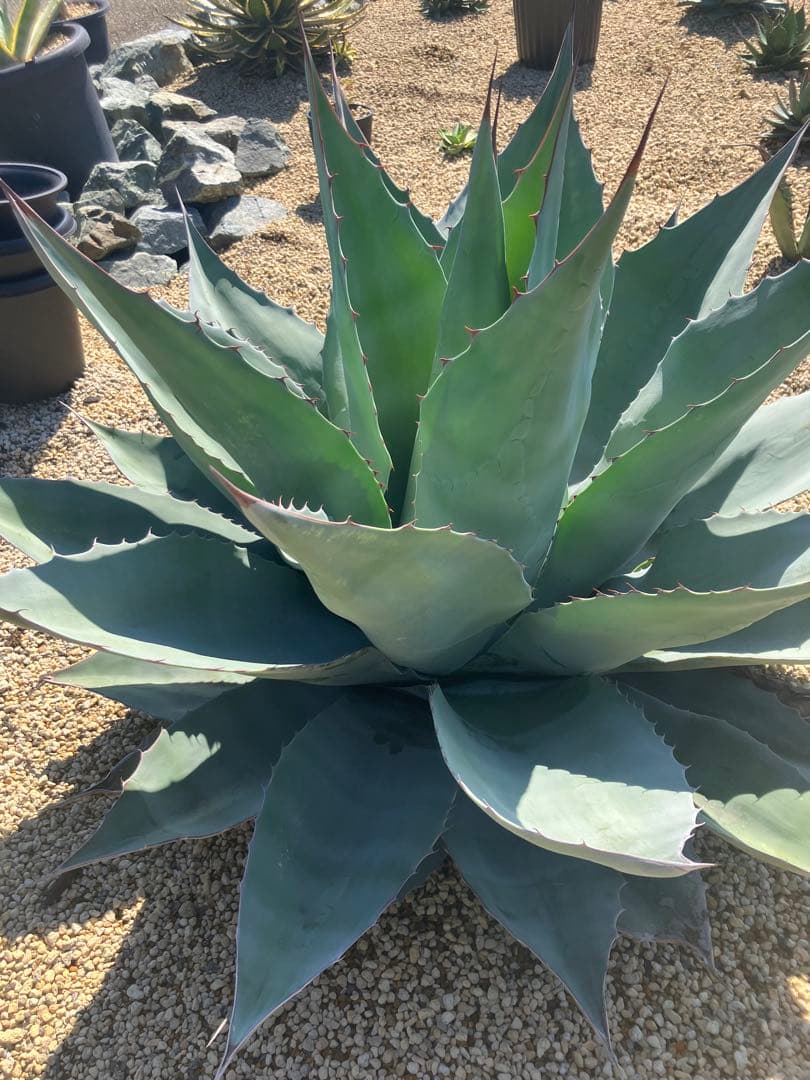 アガベ　オバティフォリア　特大　　ドライガーデン　耐寒性アガベ　引取り限定