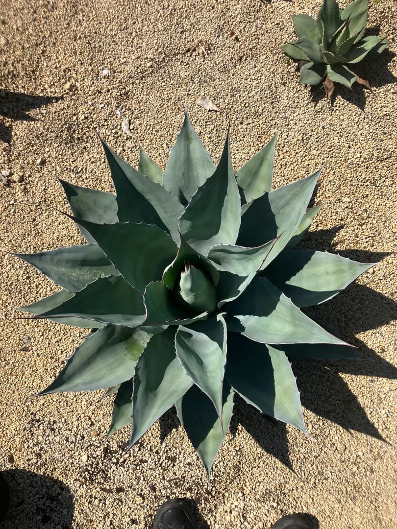 アガベ　オバティフォリア　特大　　ドライガーデン　耐寒性アガベ　引取り限定