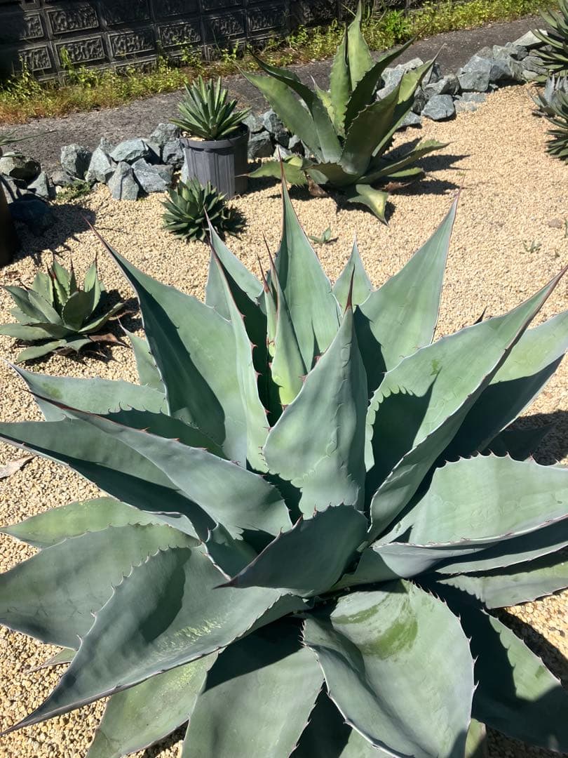 アガベ　オバティフォリア　特大　　ドライガーデン　耐寒性アガベ　引取り限定