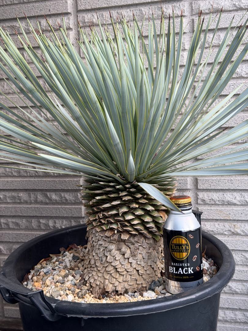 ［現地受け渡しのみ］「値下げ」丁度いい株サイズ　ユッカ ロストラータ