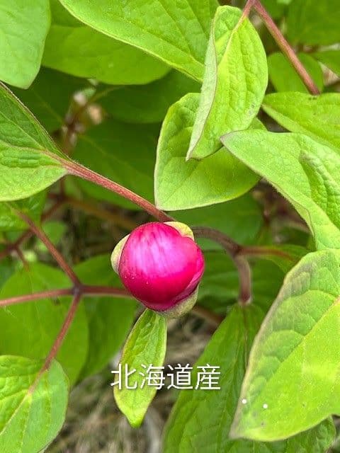 山芍薬赤花　北海道産