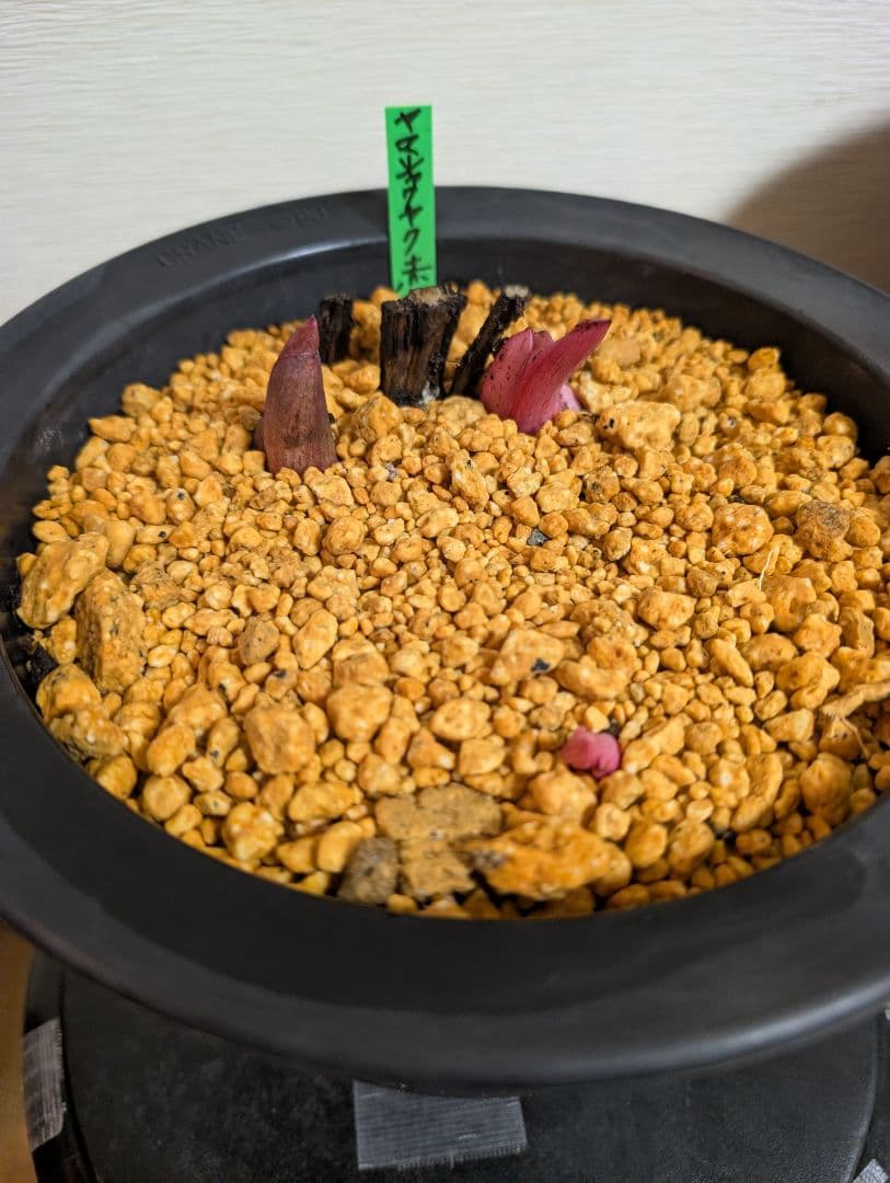 山芍薬赤花　北海道産