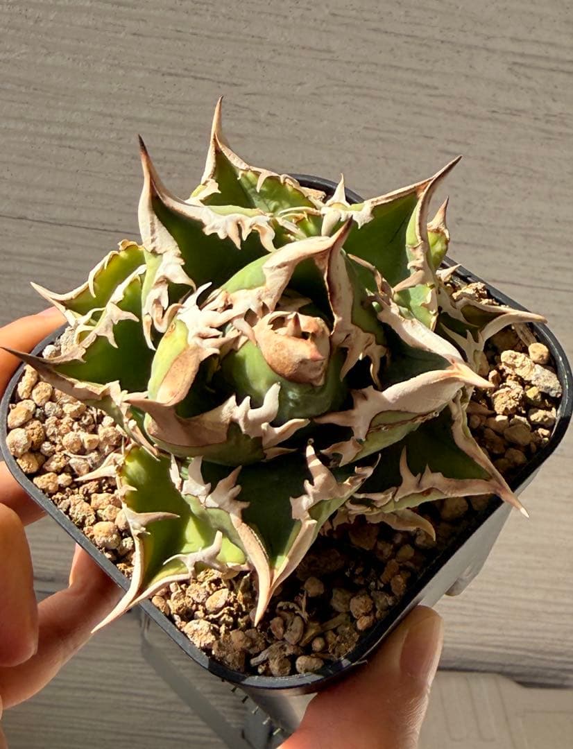 大白鯊　ホホジロザメ超コンパクト アガベ オテロイ　チタノタ