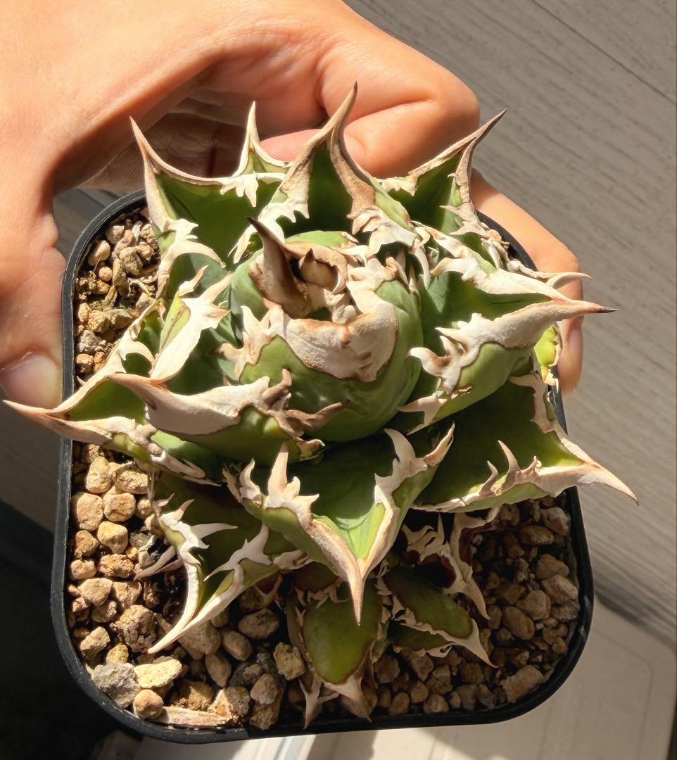 大白鯊　ホホジロザメ超コンパクト アガベ オテロイ　チタノタ