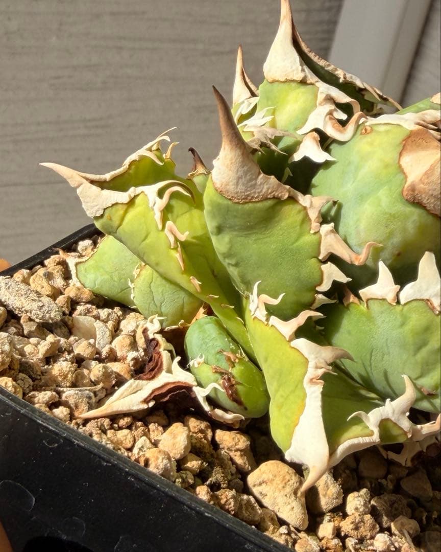 大白鯊　ホホジロザメ超コンパクト アガベ オテロイ　チタノタ