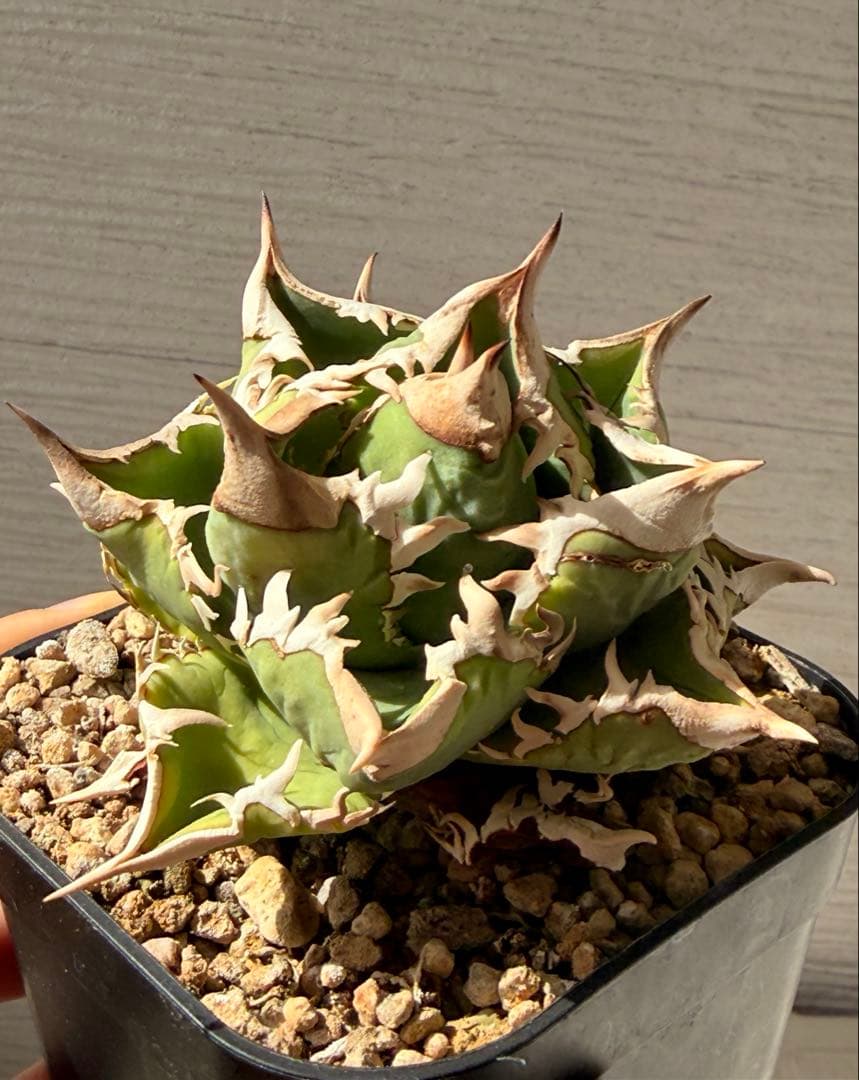 大白鯊　ホホジロザメ超コンパクト アガベ オテロイ　チタノタ