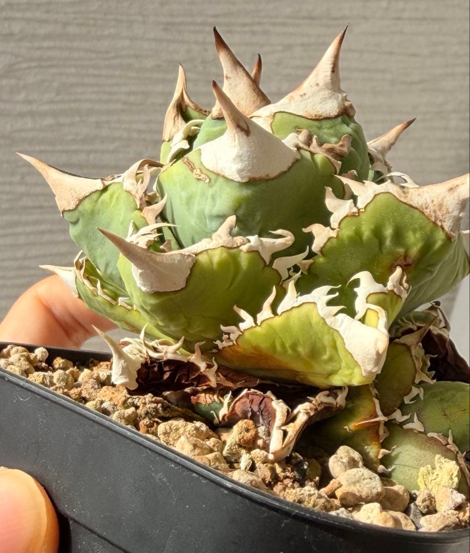 大白鯊　ホホジロザメ超コンパクト アガベ オテロイ　チタノタ