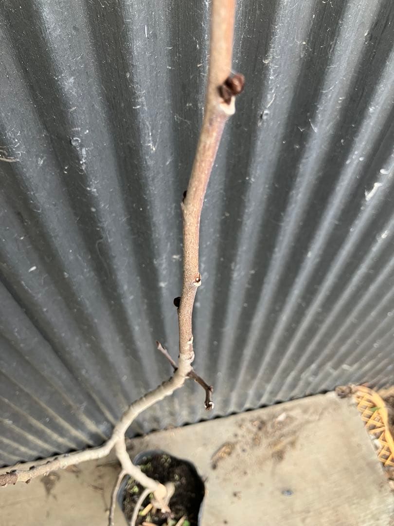 接木　ポポー　ミッチェル　苗木