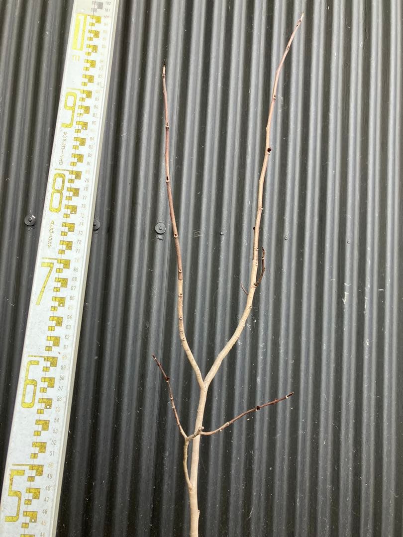 接木　ポポー　ミッチェル　苗木