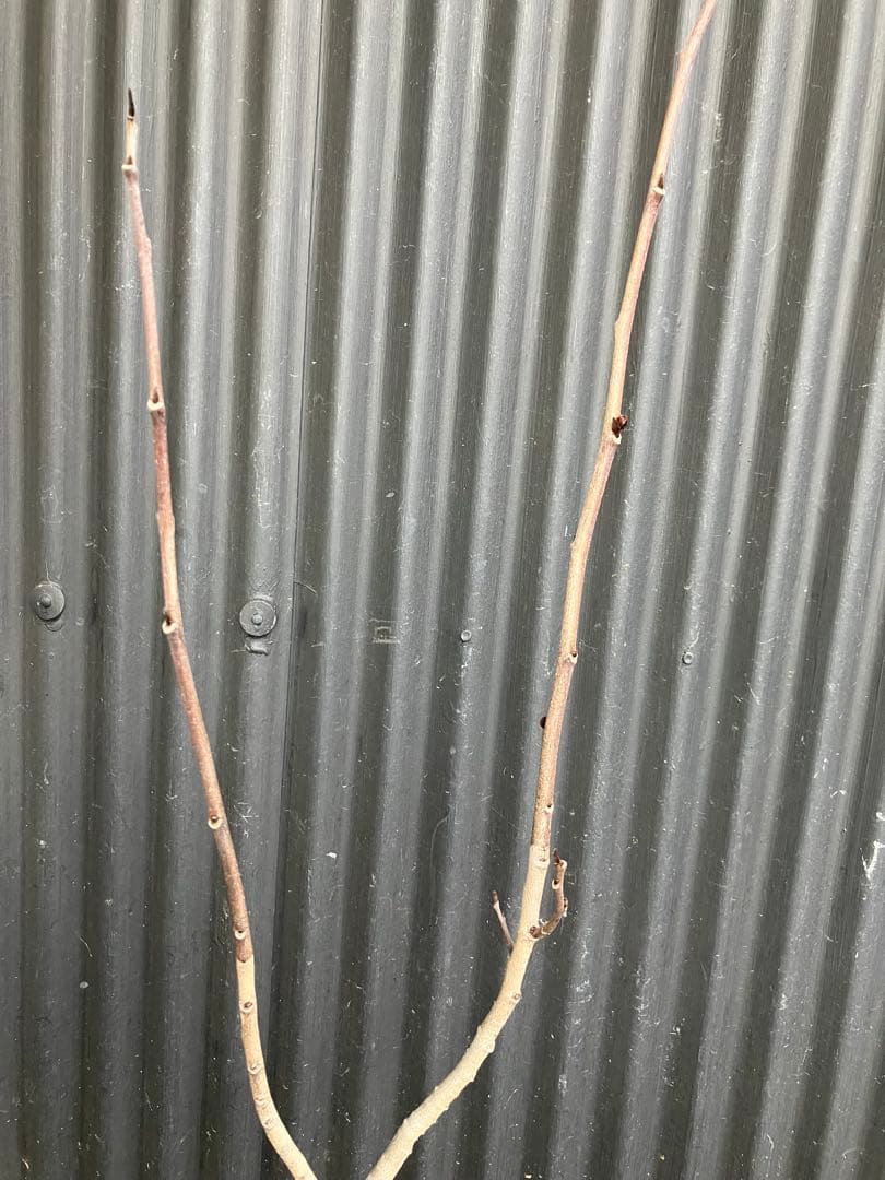 接木　ポポー　ミッチェル　苗木