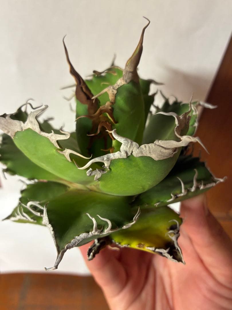 2時間限定 値下げ 魔竜 チタノタ アガベ - メルカリ