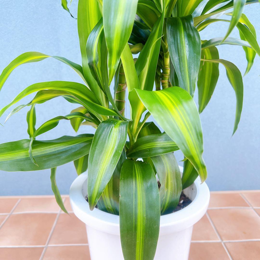 現品　ドラセナ　ハワイアンシャイン　観葉植物　希少　斑入り　ドライガーデン