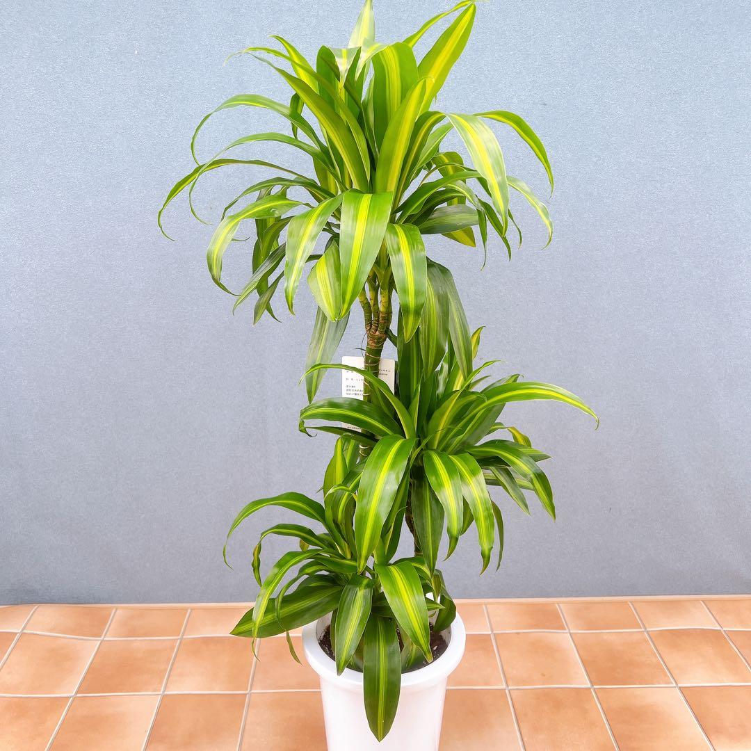 現品　ドラセナ　ハワイアンシャイン　観葉植物　希少　斑入り　ドライガーデン