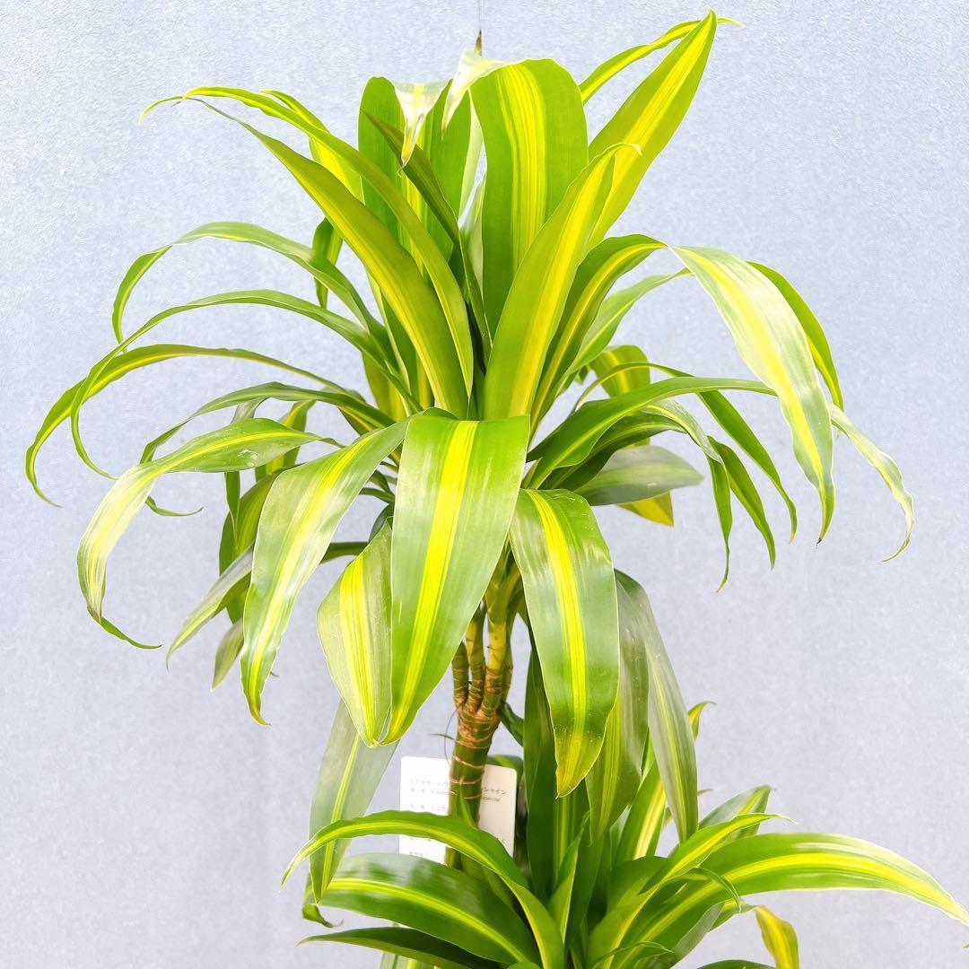 現品　ドラセナ　ハワイアンシャイン　観葉植物　希少　斑入り　ドライガーデン