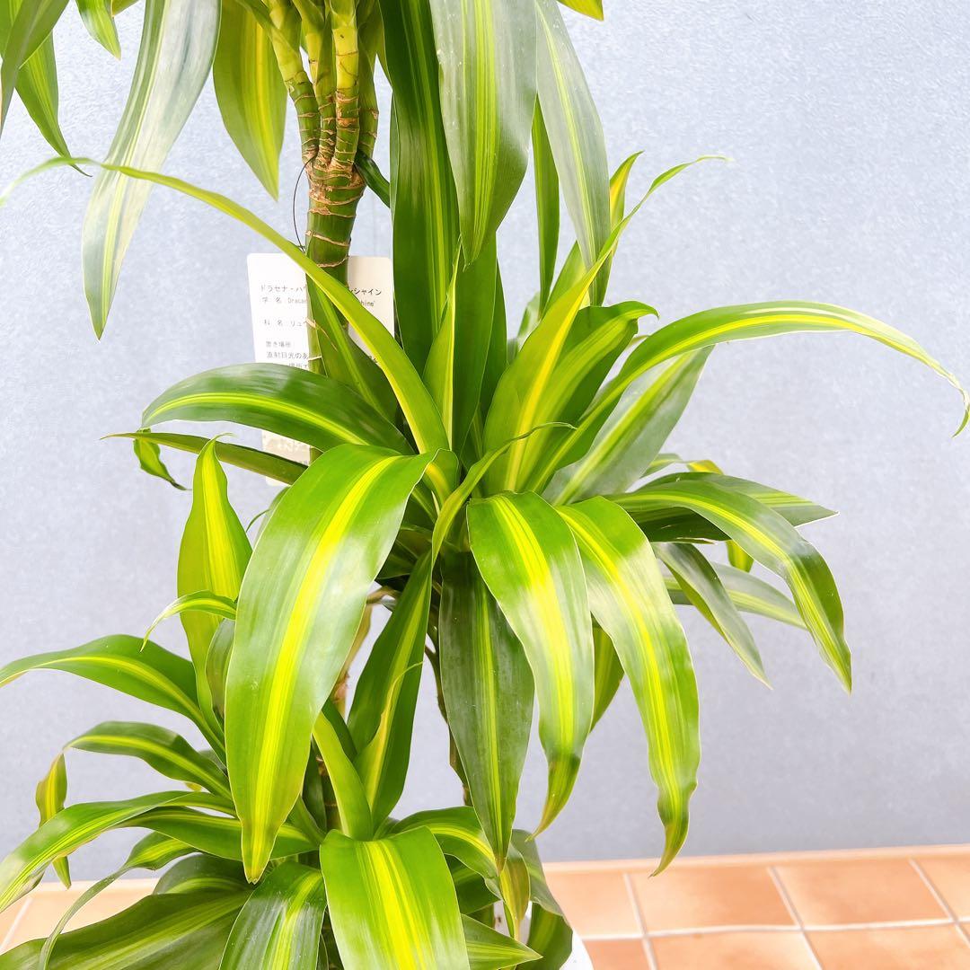 現品　ドラセナ　ハワイアンシャイン　観葉植物　希少　斑入り　ドライガーデン