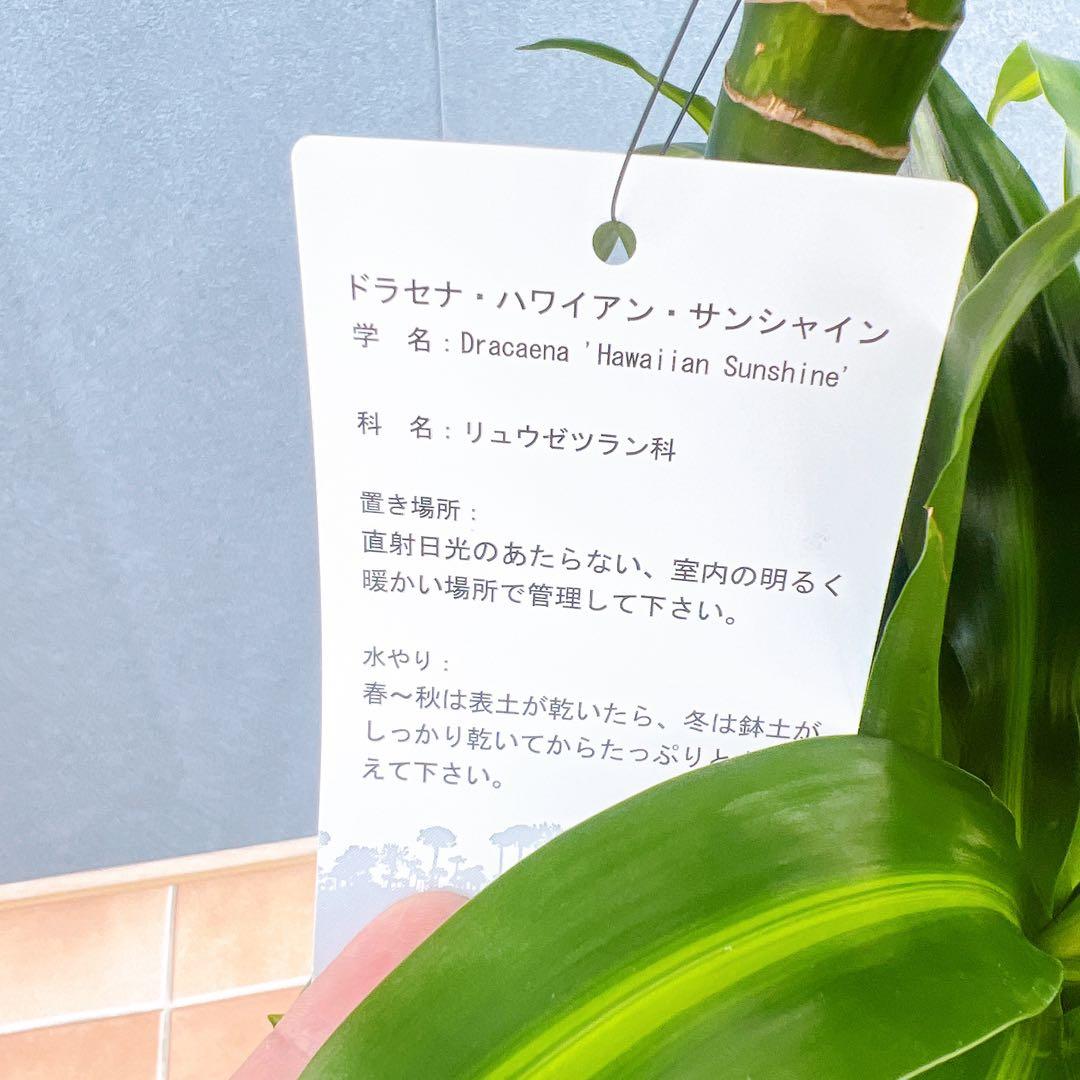 現品　ドラセナ　ハワイアンシャイン　観葉植物　希少　斑入り　ドライガーデン