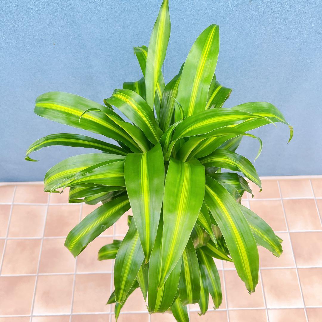 現品　ドラセナ　ハワイアンシャイン　観葉植物　希少　斑入り　ドライガーデン