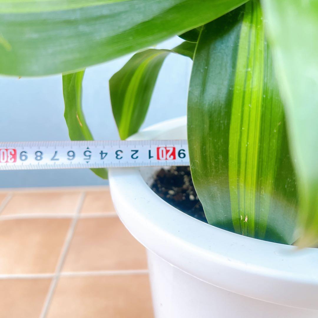 現品　ドラセナ　ハワイアンシャイン　観葉植物　希少　斑入り　ドライガーデン