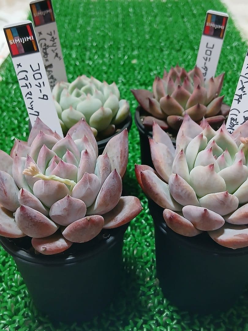 SIMIJIMIさん苗】特選4苗セット【札付き】鉢ごと発送 シミジミさん
