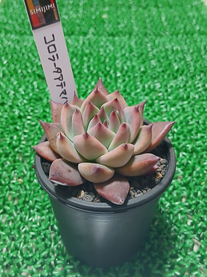 SIMIJIMIさん苗】特選4苗セット【札付き】鉢ごと発送 シミジミさん