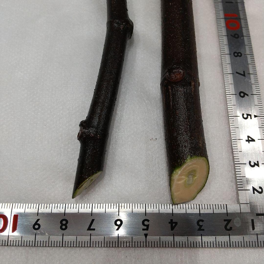 ①◆イチジク穂木2本◆ウォーターメロンラッシュ①【親木の写真あり・結実実績あり】