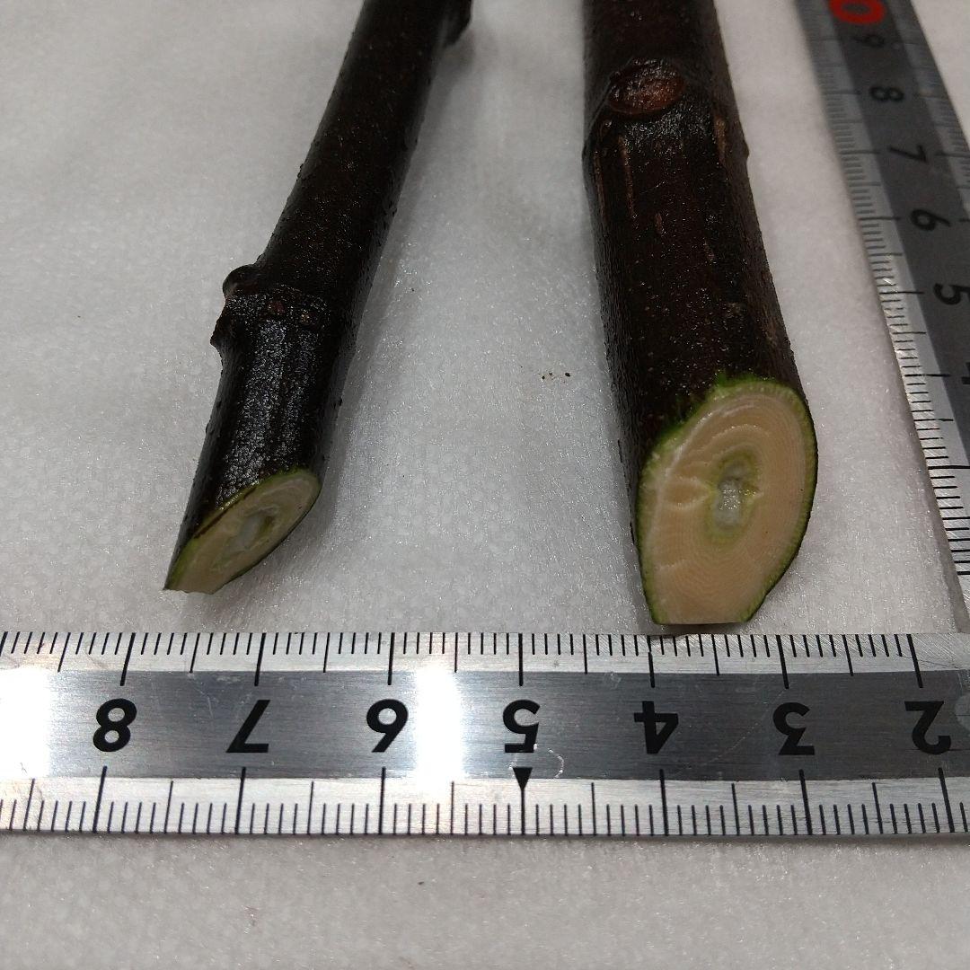 ①◆イチジク穂木2本◆ウォーターメロンラッシュ①【親木の写真あり・結実実績あり】