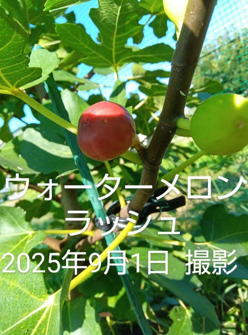 ①◆イチジク穂木2本◆ウォーターメロンラッシュ①【親木の写真あり・結実実績あり】