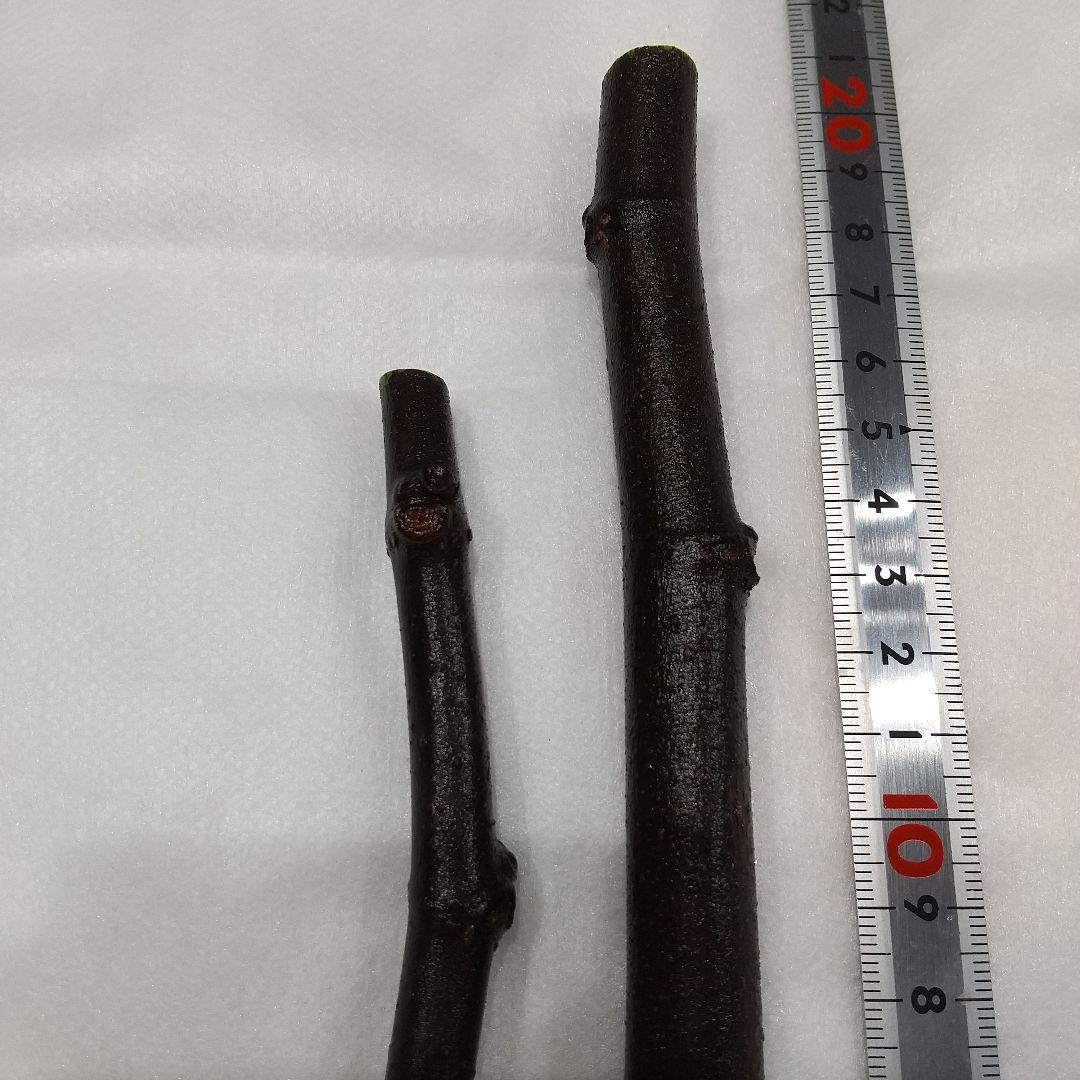 ①◆イチジク穂木2本◆ウォーターメロンラッシュ①【親木の写真あり・結実実績あり】