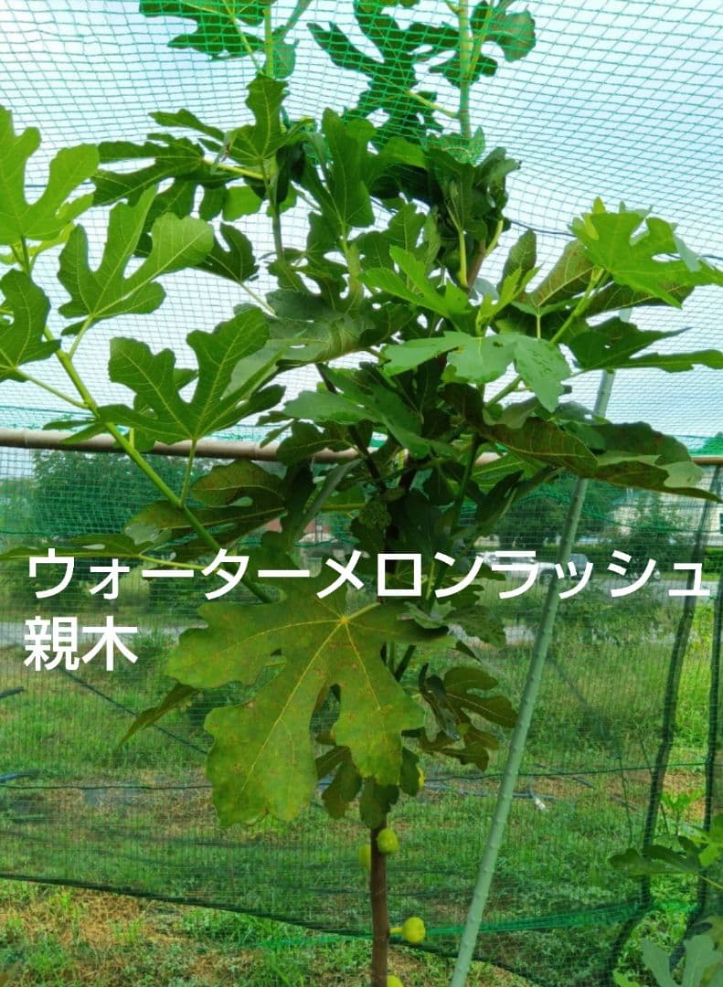 ①◆イチジク穂木2本◆ウォーターメロンラッシュ①【親木の写真あり・結実実績あり】
