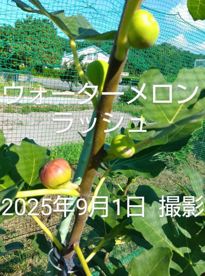 ①◆イチジク穂木2本◆ウォーターメロンラッシュ①【親木の写真あり・結実実績あり】