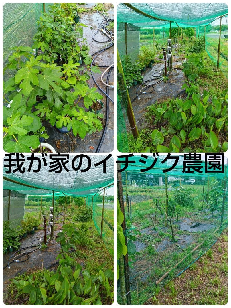 ①◆イチジク穂木2本◆ウォーターメロンラッシュ①【親木の写真あり・結実実績あり】