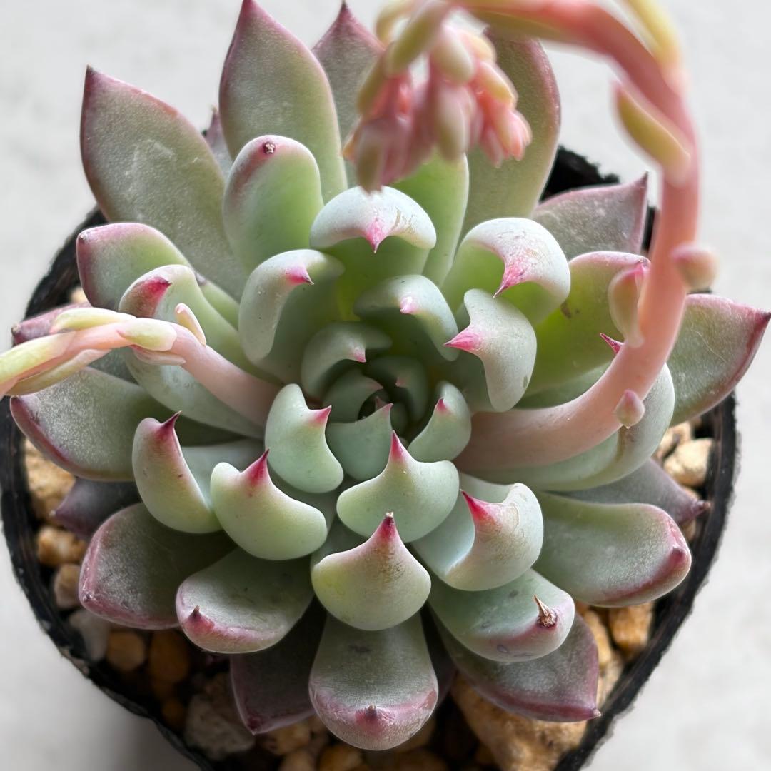 no. 670青鬼 おらいさん ミックスベリア 札なし 抜き苗 多肉 - メルカリ