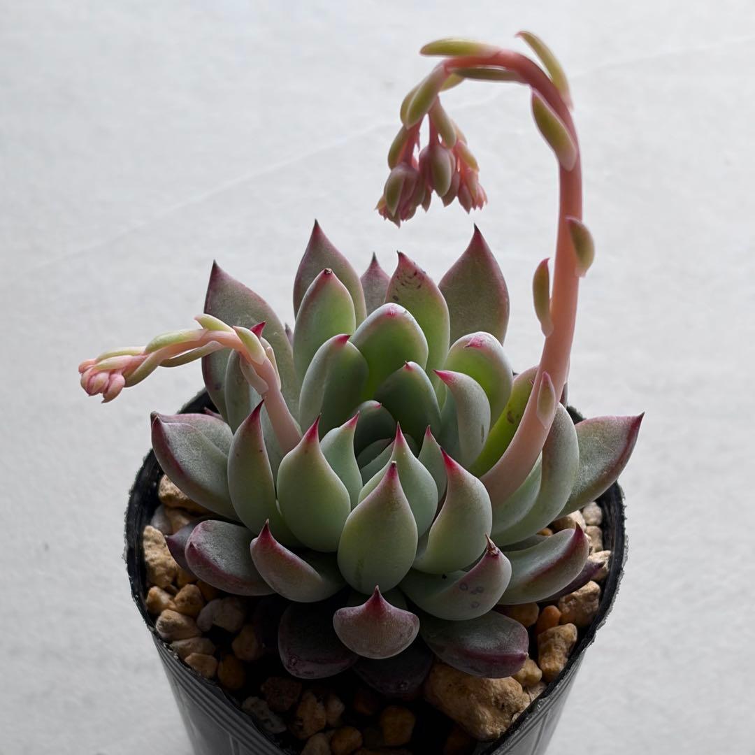 no. 670青鬼 おらいさん ミックスベリア 札なし 抜き苗 多肉 - メルカリ