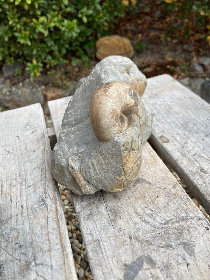 色が綺麗な茶色のテトラゴニテス　アンモナイト　化石