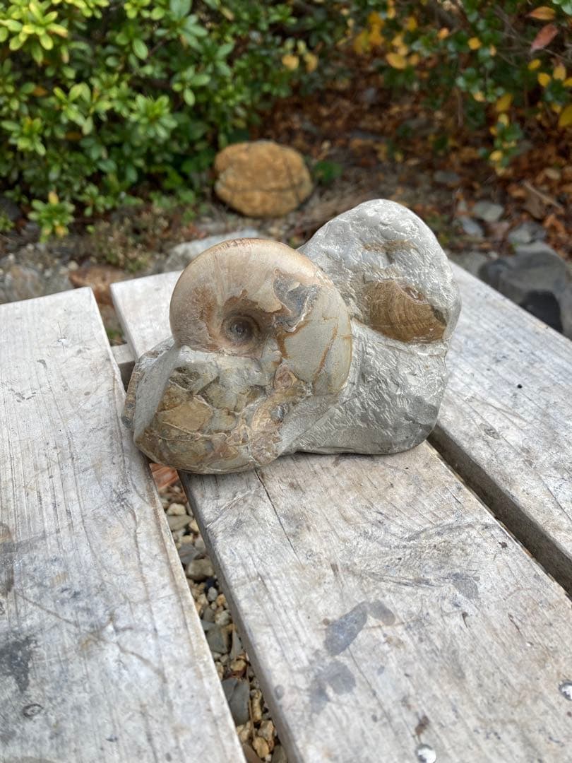 色が綺麗な茶色のテトラゴニテス　アンモナイト　化石