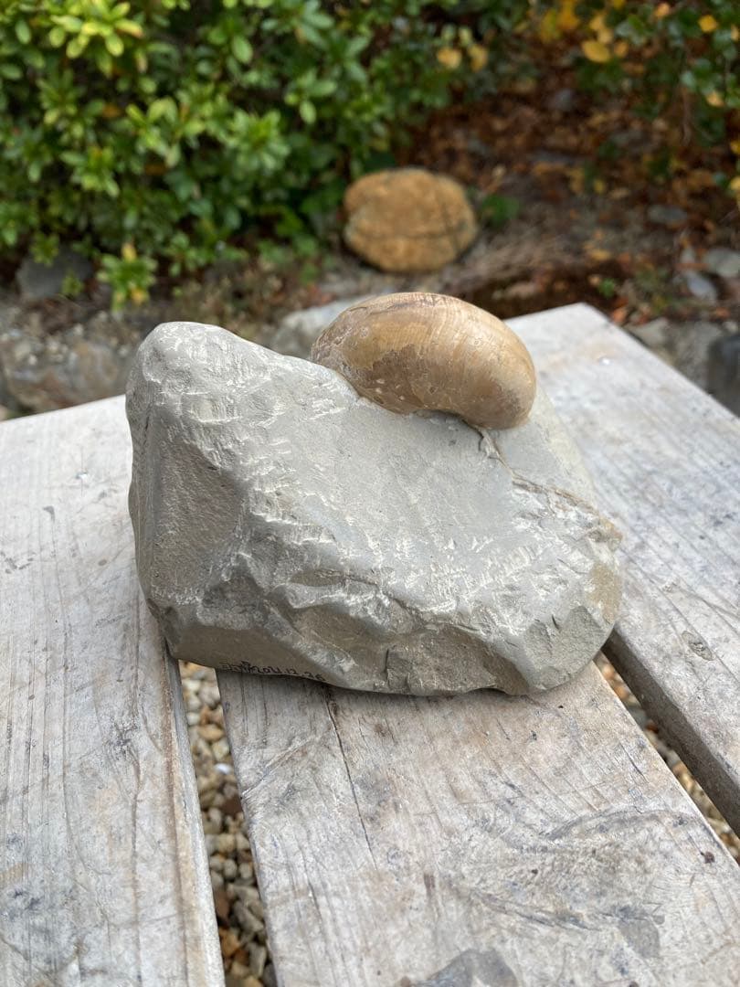 色が綺麗な茶色のテトラゴニテス　アンモナイト　化石