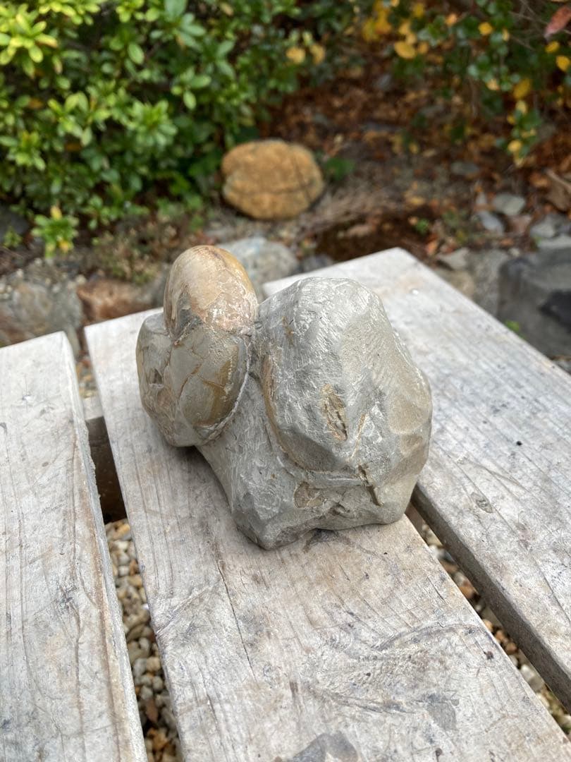 色が綺麗な茶色のテトラゴニテス　アンモナイト　化石