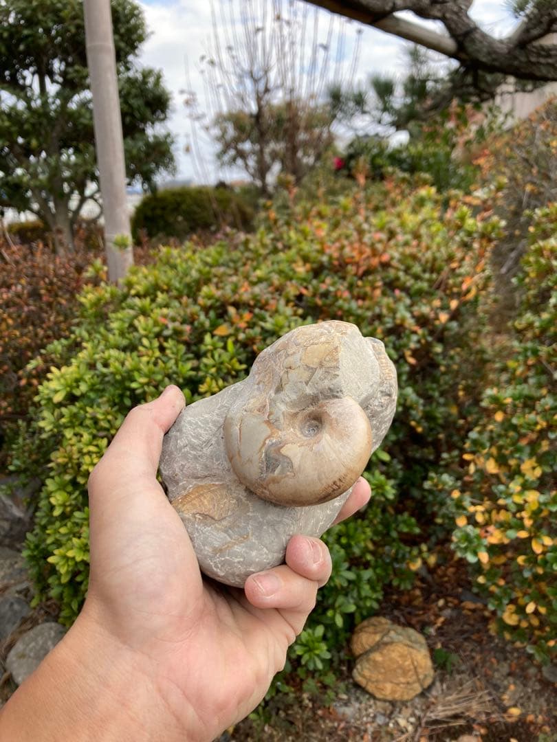 色が綺麗な茶色のテトラゴニテス　アンモナイト　化石