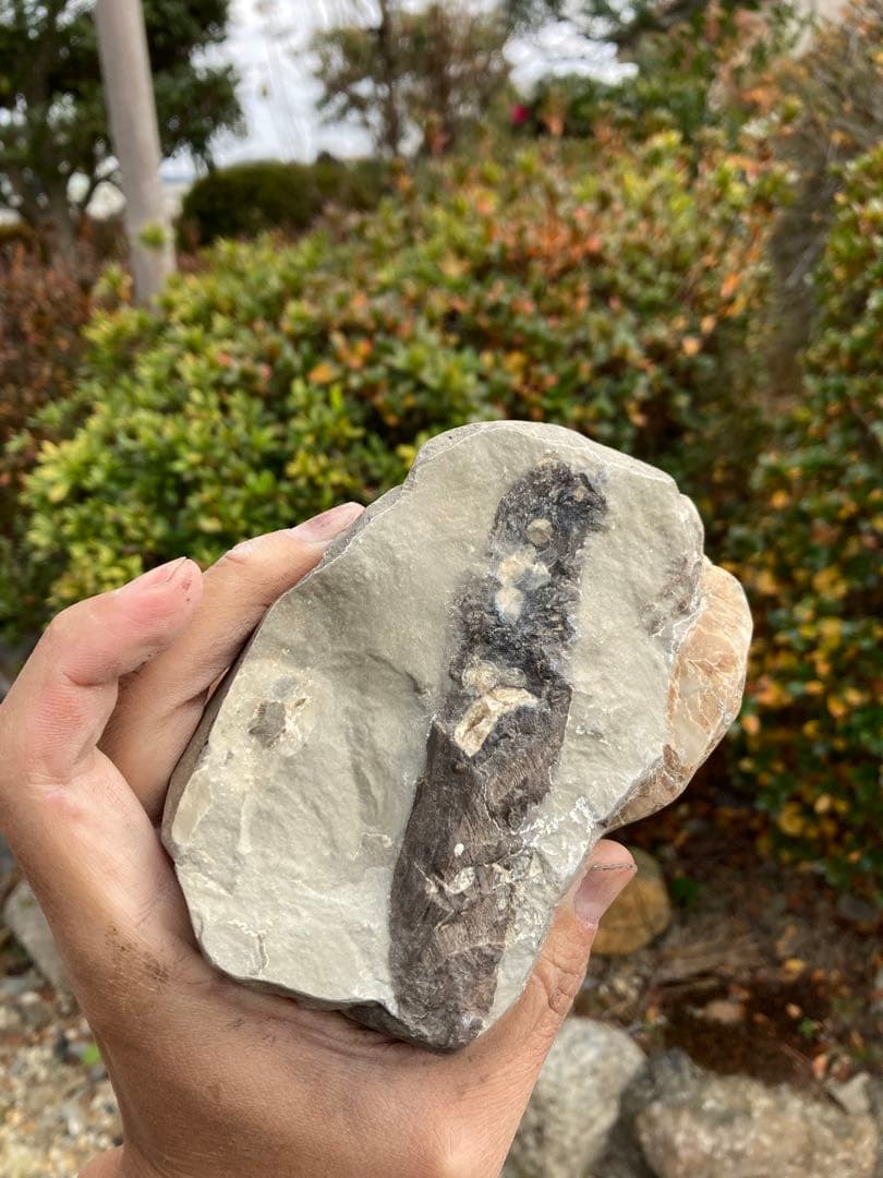 色が綺麗な茶色のテトラゴニテス　アンモナイト　化石