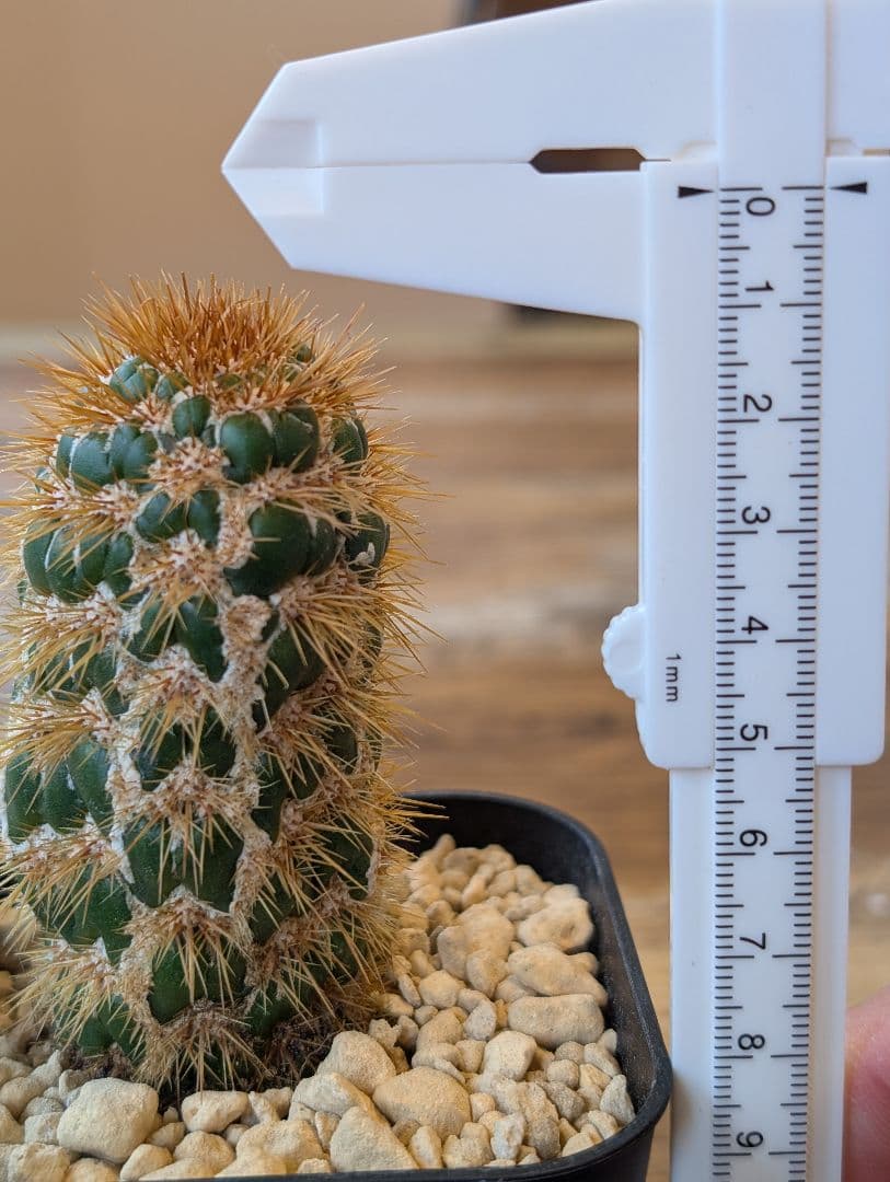 希少株】トリコケレウス スパキアナス スーパーモンストローサ 発根済