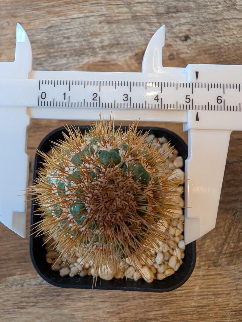 希少株】トリコケレウス スパキアナス スーパーモンストローサ 発根済