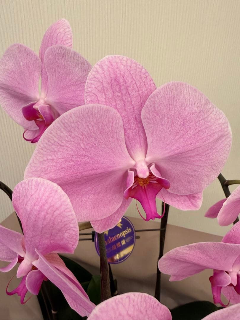 大輪胡蝶蘭　ピンク　3本立ち　39輪　お祝い用　ラッピング有！
