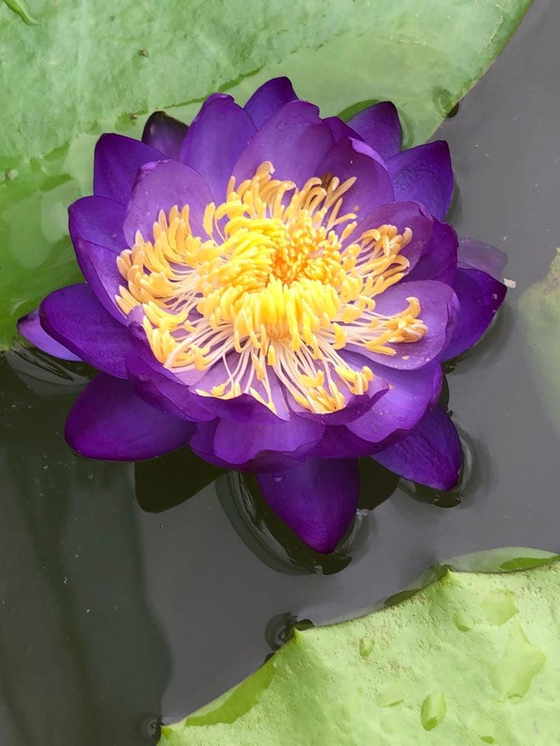 睡蓮の苗1個( ニンファエア・エボレット) - メルカリ