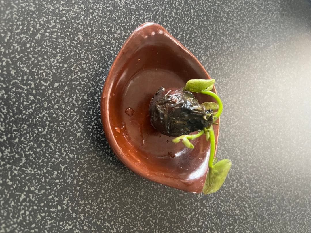 睡蓮の苗1個( ニンファエア・エボレット) - メルカリ