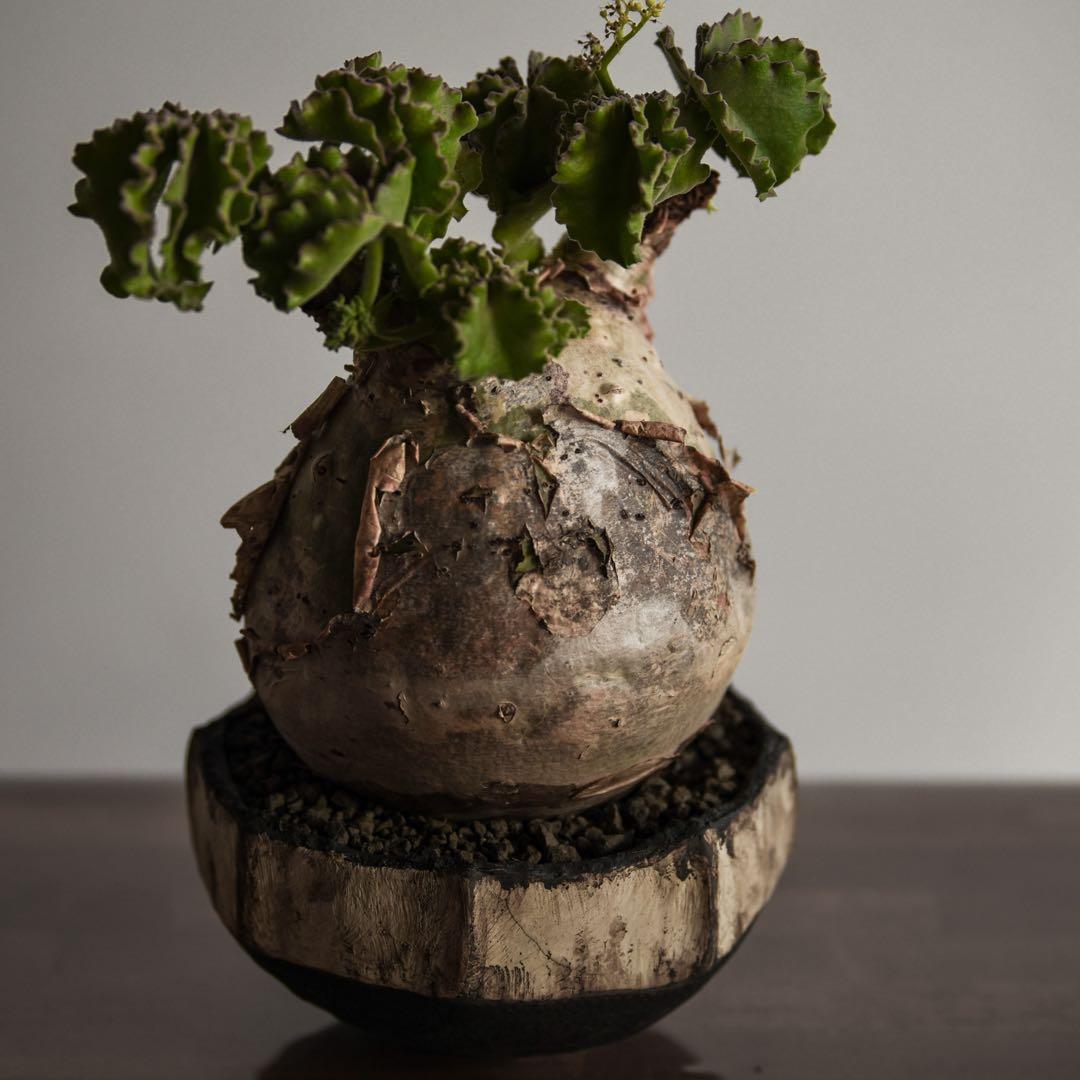 キフォステンマ　マクロプス