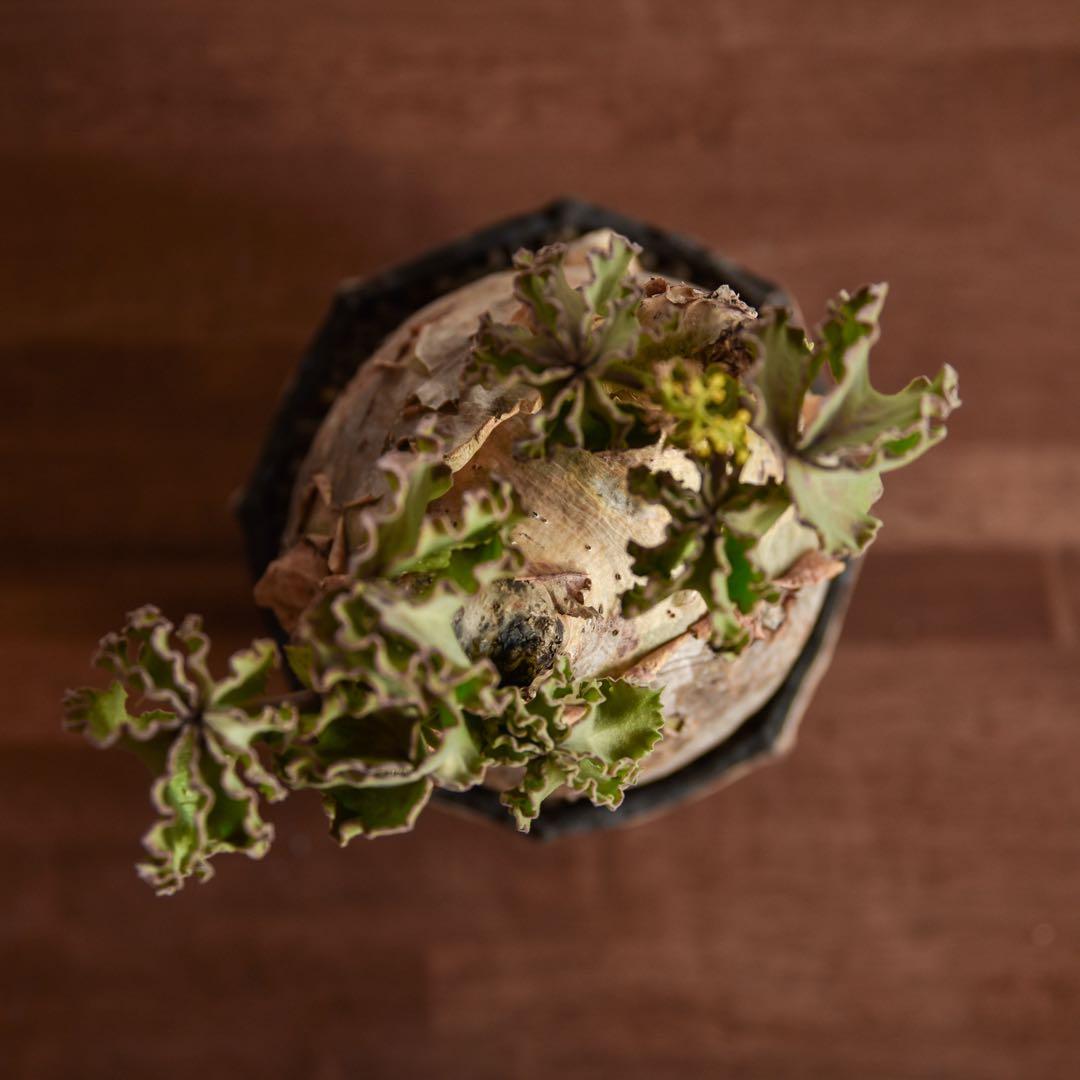 キフォステンマ　マクロプス