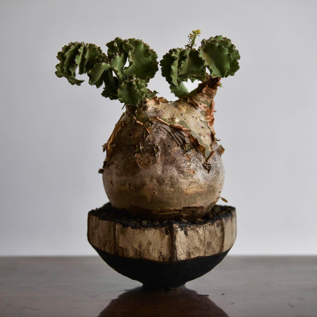 キフォステンマ　マクロプス