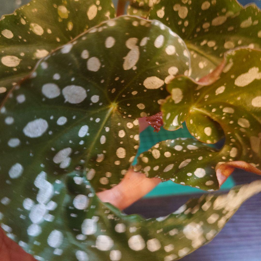 らいとママ様　ご確認用